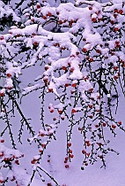 Snow & Berries on Cotoneaster